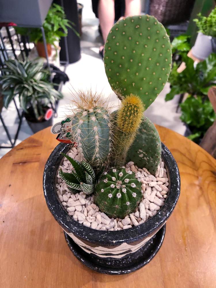 デスクの画像 by ボタニカルライフbyideeさん | デスクとサボテンとサボテン寄せ植えと観葉植物と植え替えとGreenSnapmarcheとGREEN UP!