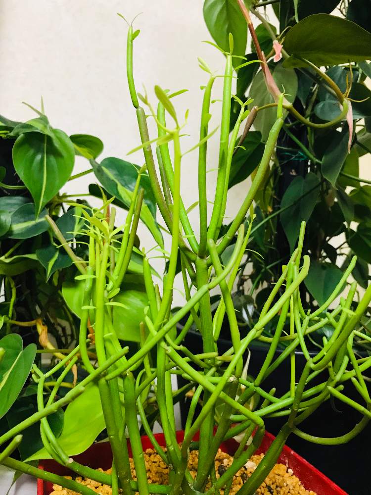 窓辺の画像 by junさん | 窓辺とミルクブッシュ イエローマジックと多肉植物と新葉と観葉植物とボタニカルライフとグリーン!グリーン!グリーン!とミルクブッシュ!とGS映えと植中毒とイキイキと美しいと観葉植物のある暮らしとライムグリーンとGREEN UP!と色あざやかと夜の一枚