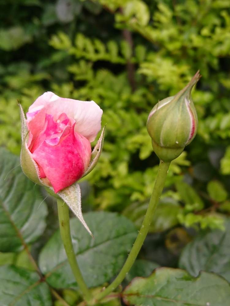 広い庭の画像 by SAkUTOMOさん | 広い庭と月餅と花木と植中毒と和風の庭と鉢植えとバラ・ミニバラとMyコレ / 薔薇