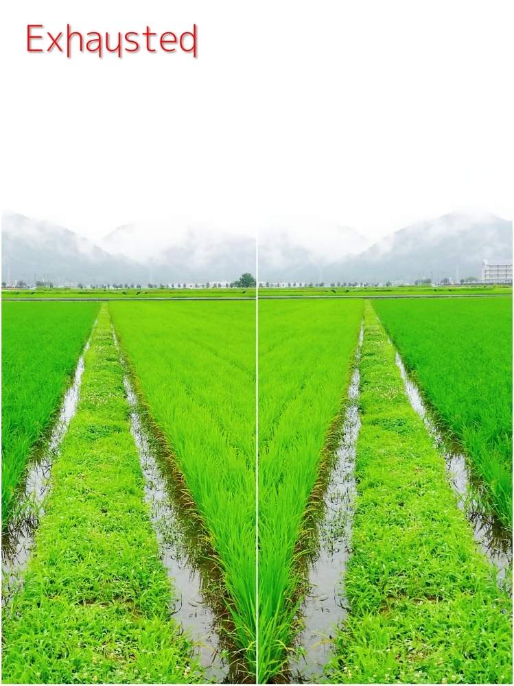 畑の画像 by toshi722さん | 畑といねと稲作日記と梅雨の頃と岐阜県と出穂の前と綺麗な緑❤と美濃市