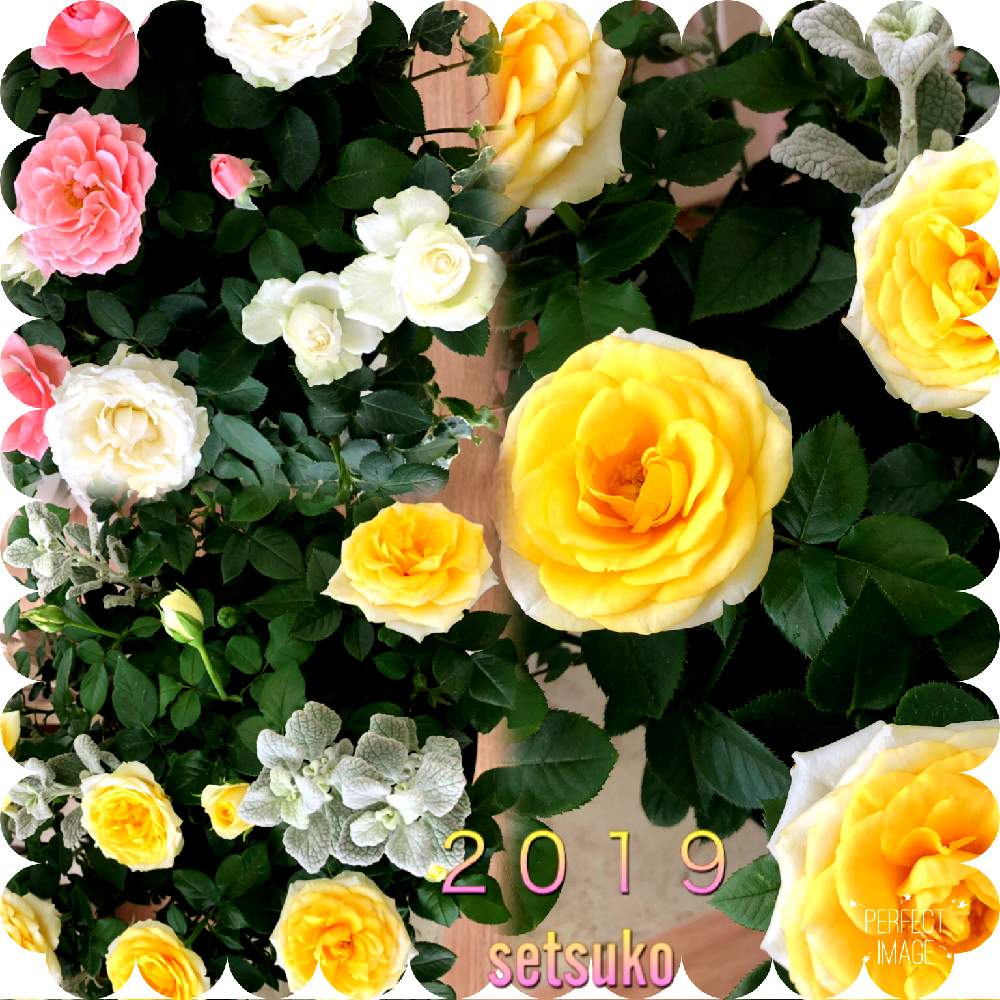 の画像 by 世津ちゃんさん | 道の駅とドライブと花のある暮らしと薔薇♪とパレットピアおおの