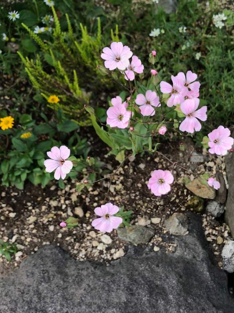 小さな庭の画像 by のえるママさん | 小さな庭とサポナリアとピンクの花とやった〜♡とin札幌と可愛い〜♡と花のある暮らしとかわいいな♡とiPhone撮影