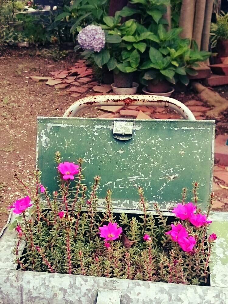 小さな庭の画像 by GreenGardenさん | 小さな庭と多肉植物とjunkと今日の一枚と錆びと多肉女子と多肉好き