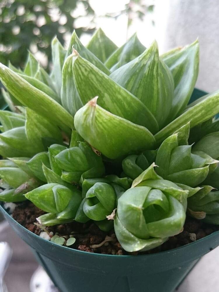 の画像 by Nanaminさん | ラモーサと軟葉系ハオルチアとハオルチア属とHaworthia:ハオルチア/ハオルシアとタニラーとハオルチア ラモーサとガチンコハオルチアクラブと☆ハオルチア