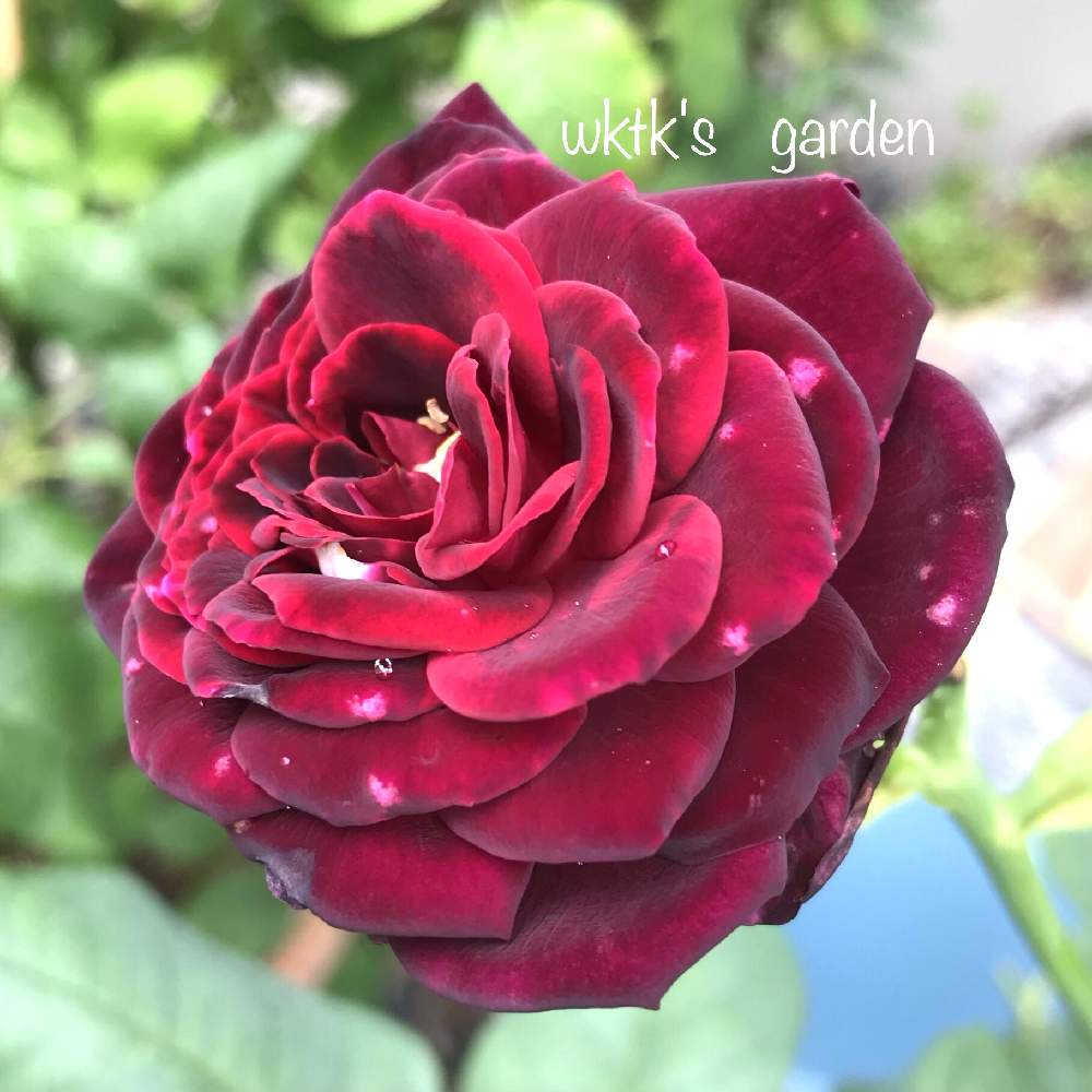 小さな庭の画像 by wktkさん | 小さな庭とアストリットグレーフィンフォンハルデンベルクとばら バラ 薔薇と薔薇愛同盟とタンタウと薔薇好きと薔薇に魅せられてとバラと夢CLUBと赤い花と鉢植えとバラが好きと薔薇♪とバラ・ミニバラとiPhone撮影