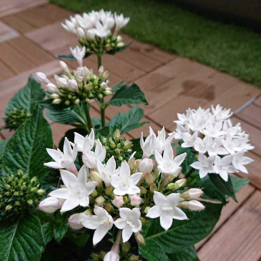 バルコニー/ベランダの画像 by kaorunさん | バルコニー/ベランダとペンタスとペンタススタークラスターと今日の一枚と花のある暮らし
