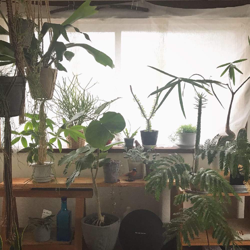 部屋の画像 by tar_ofさん | 部屋とパキラとウンベラータとアローディアプロセラとボトルツリー ブラキキトンとindoorgarden