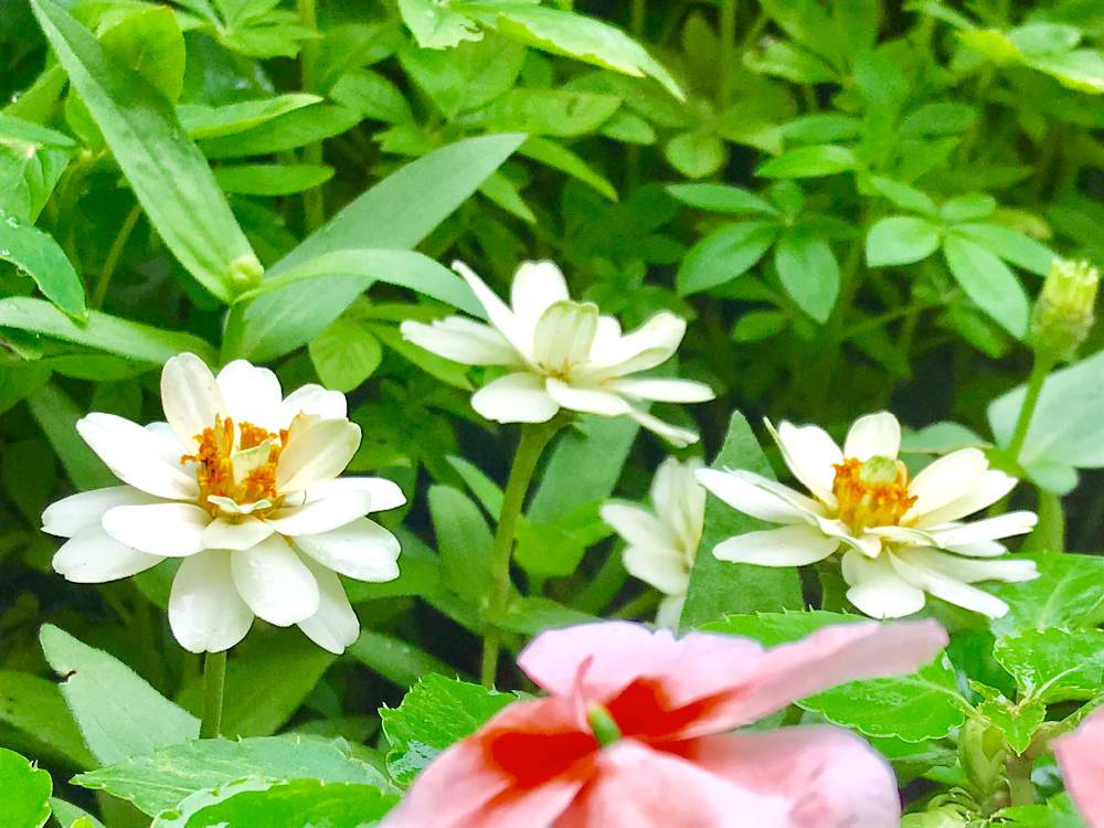 小さな庭の画像 by りりぃさん | 小さな庭とジニア❁とジニア百日草と白いお花と小さな花壇と小さな小さな庭とマイガーデンとガーデニングと季節を楽しむとナチュラルスタイルと癒し…♡と私らしくと花のある暮らしとno green no lifeとジニアプロフュージョンの花