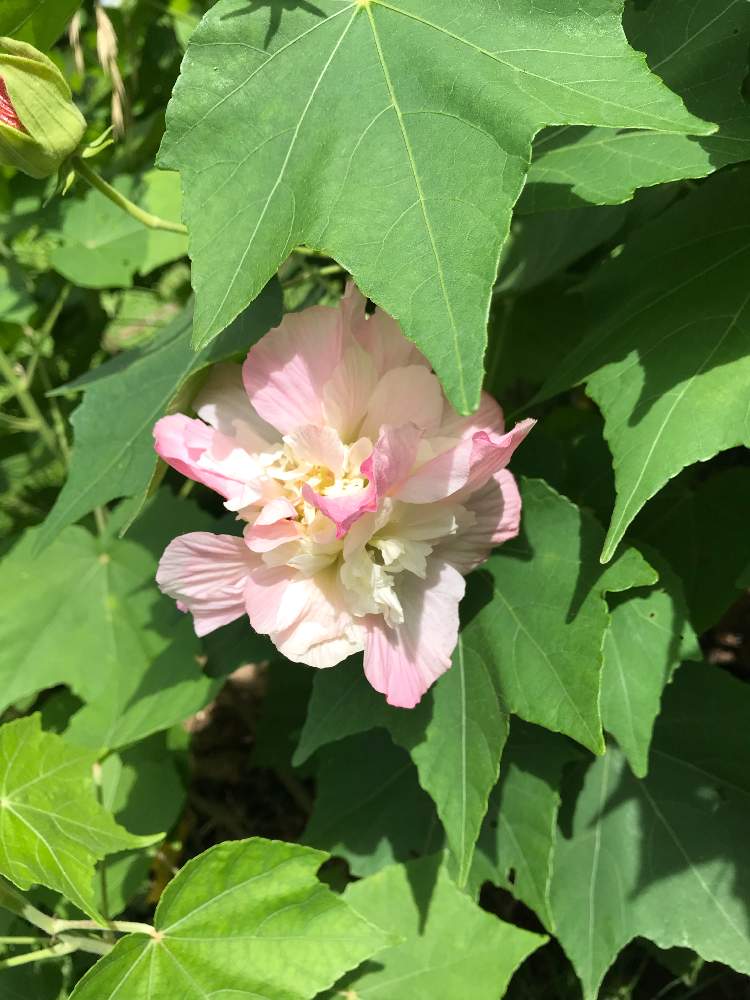 お出かけ先の画像 by たらさん | お出かけ先と植物園とGreenSnapmarcheと長居植物園と花のある暮らしとお散歩とGREEN UP!
