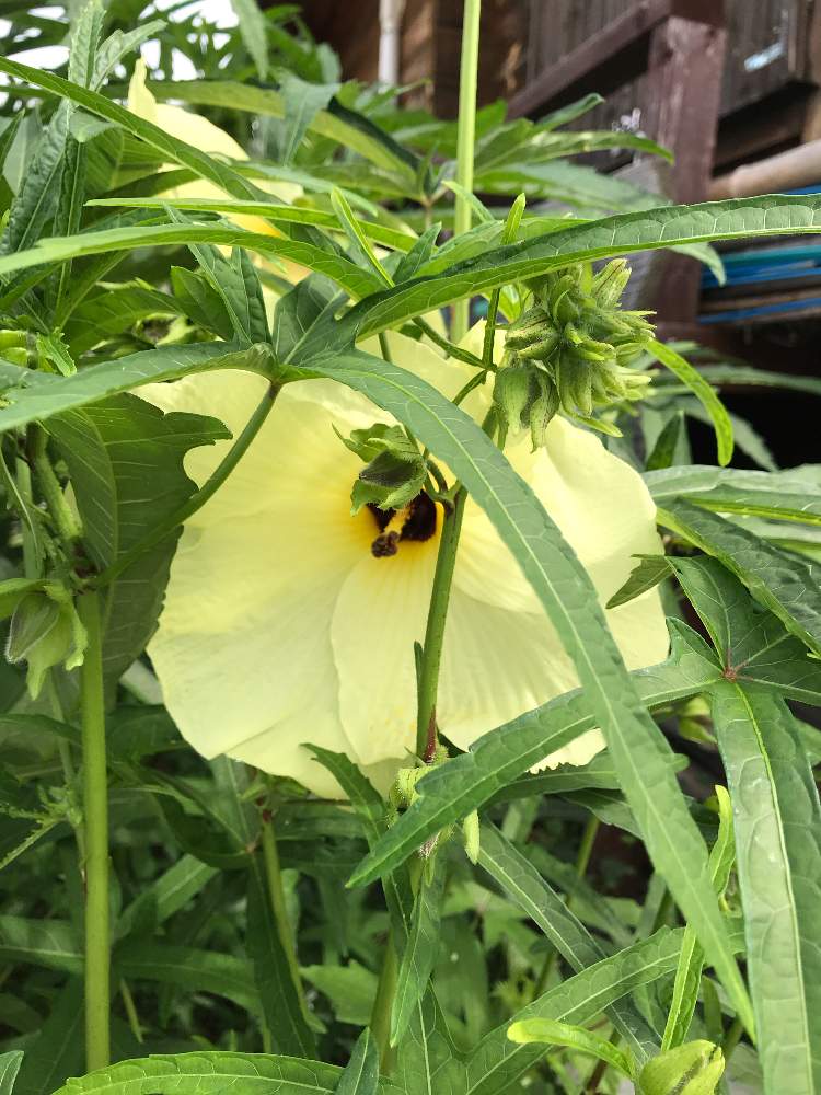 お出かけ先の画像 by たらさん | お出かけ先と植物園とGreenSnapmarcheと長居植物園と花のある暮らしとお散歩とGREEN UP!