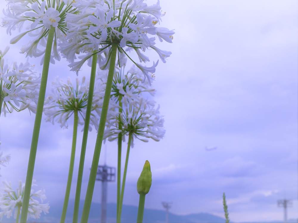 お出かけ先の画像 by 文さん | お出かけ先とアガパンサスと梅雨空とヒガンバナ科と雨粒とお散歩と夏でも元気な花フォトコン