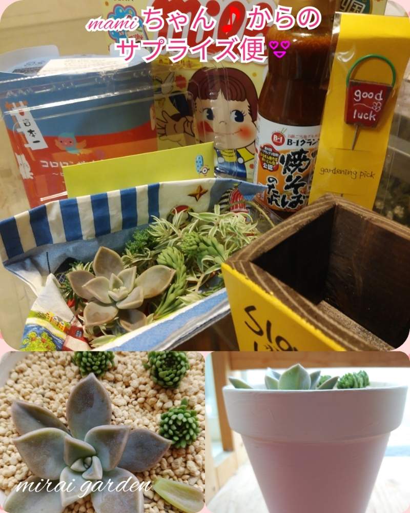 部屋の画像 by みらいさん | 部屋と◇お気に入り◇とノンフィルターとゆっくり大きくなぁーれとリメ鉢と多肉ラボ©と愛情たっぷり♡とGS皆様ありがとうと繋がる多肉とmamiちゃんありがとう