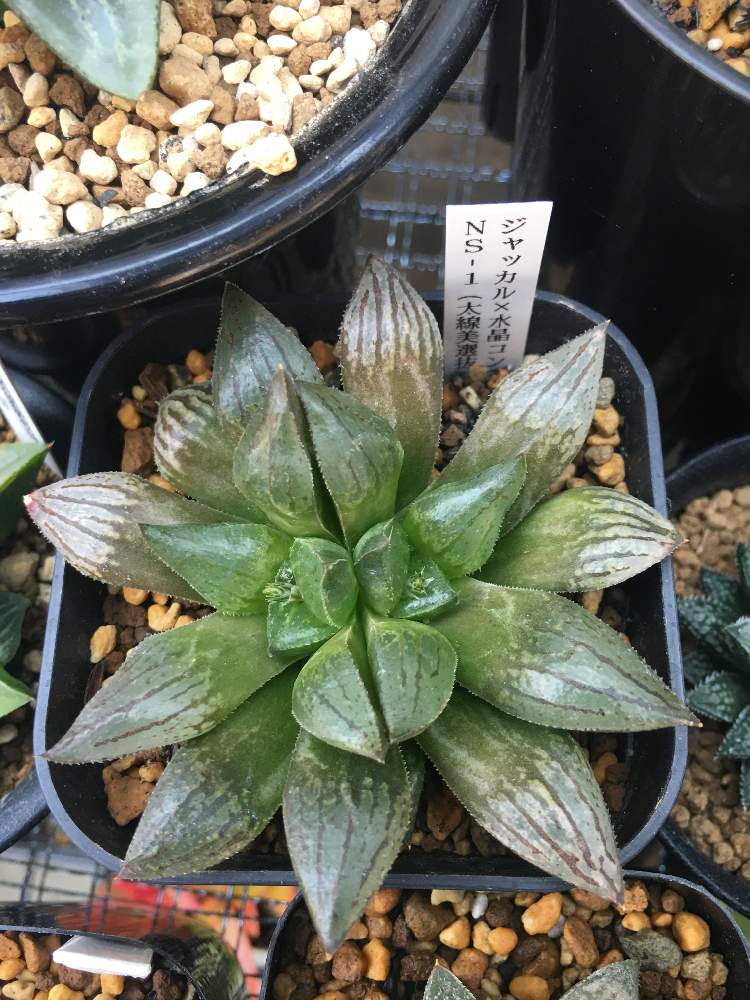 棚の画像 by ゆきさん | 棚とジャッカル×水晶コンプト NSー1と多肉植物とみどりのある暮らしと軟葉系ハオルチアとハオルチア属とHaworthia:ハオルチア/ハオルシアと緑のある暮らしとカクタスニシと多肉女子とハオルチア(ハオルシア)女子と緑のある生活と多肉多肉多肉とハオルチア交配種と多肉植物 多肉の有るくらしと多肉中毒