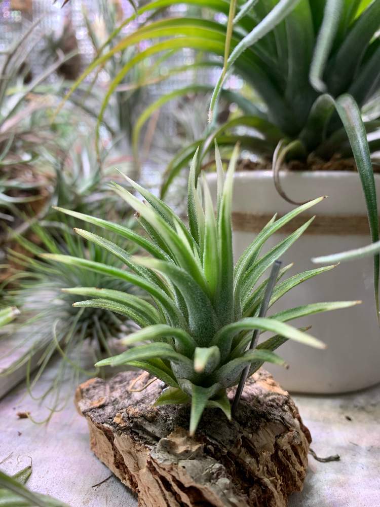 部屋の画像 by もったんさん | 部屋とT.ionantha 'Albo-Marginata'と斑入りチラとエアープランツ☆とチラ熱上昇中とイオナンタアルボマージナータと銀葉種と珍奇植物と花のある暮らしとチララックとまだまだ植欲とエアープランツ/チランジア