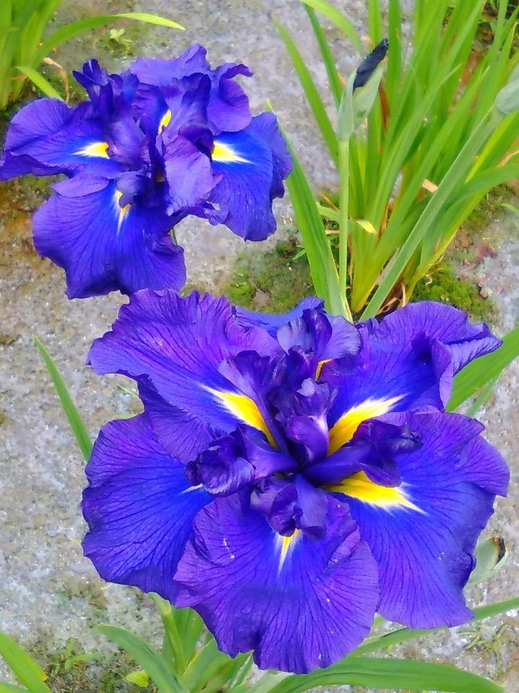 お出かけ先の画像 by オアシス☆さん | お出かけ先と花菖蒲と涼しげとムラサキの花と美しいと深呼吸とさんぽみちといやされる