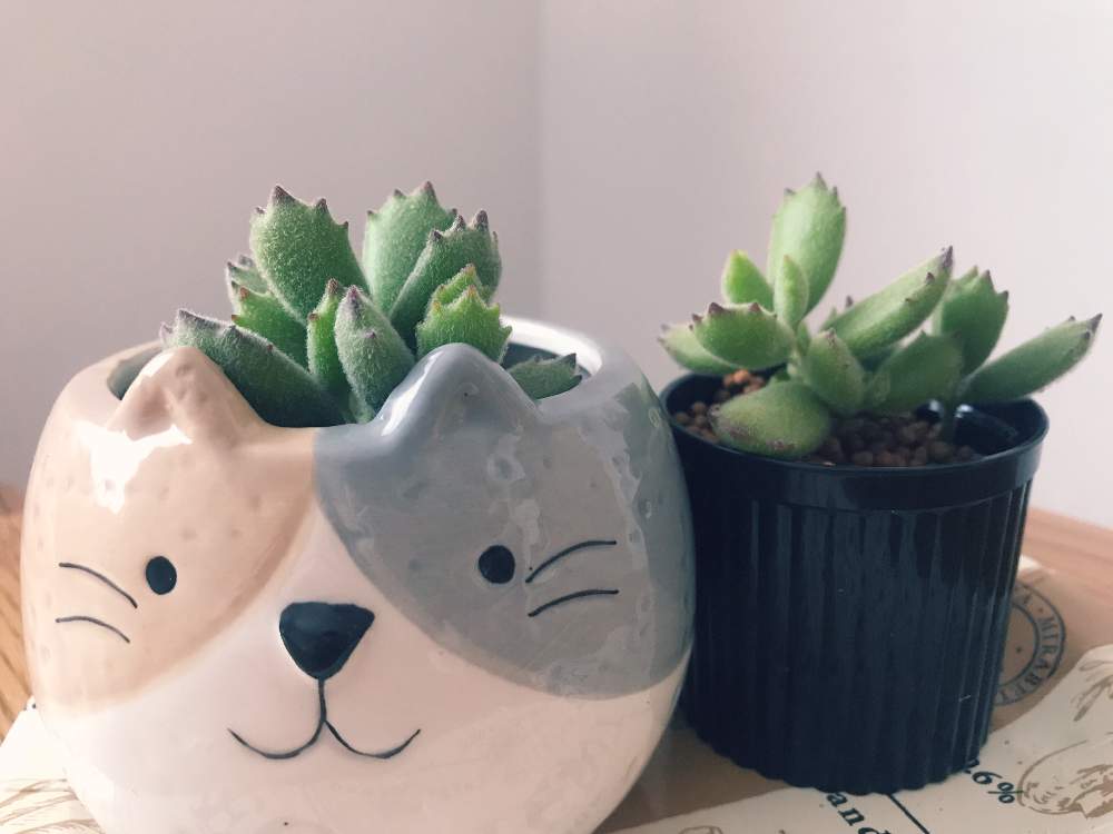 部屋の画像 by はにーさん | 部屋と子猫の爪と多肉植物とタニパトとニャンコ^._.^