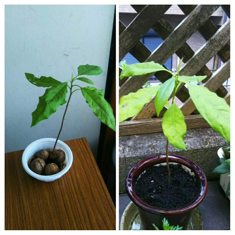 の画像 by くうみさん | アボカドと水栽培から鉢植えと食べた後の種からと鉢植えと種から育てる!と花のある暮らし