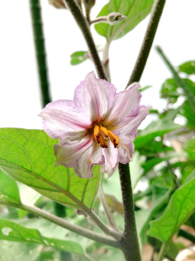 畑の画像 by 長沢裕さん | 畑とナスの花と米なす♡と家庭菜園とやさいの時間とEテレ趣味の園芸とナスの花!とアーシングタイムと花のある暮らしときょうのしぜんとGREEN UP!と旬に頼る