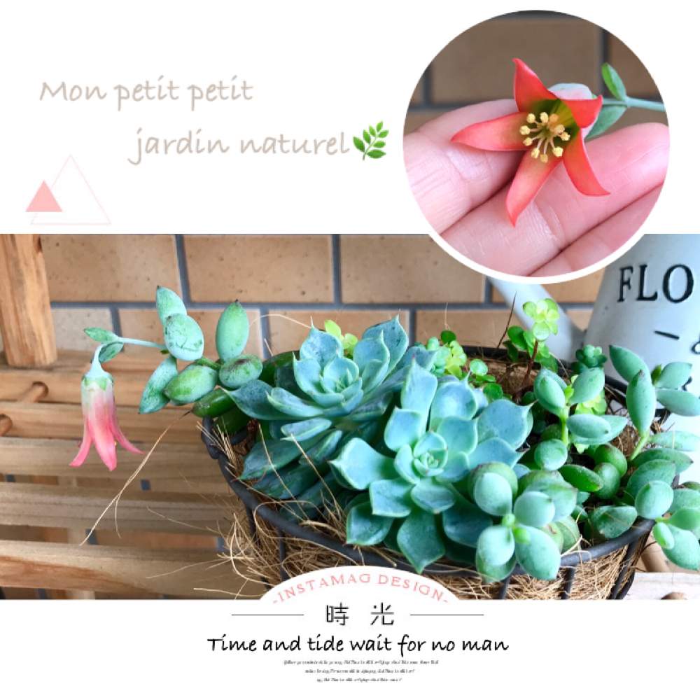 バルコニー/ベランダの画像 by ✿ natu. ✿さん | バルコニー/ベランダとmy garden♬とお疲れ様です♡と大切に…と優しい香りと感謝の気持ち♬と長梅雨と幸せ❣️とありがとう❣️と癒しの場所と休日のひと時とひとりごととkeep smiling❣️と元気♬とnatural ♬と癒し時間♬