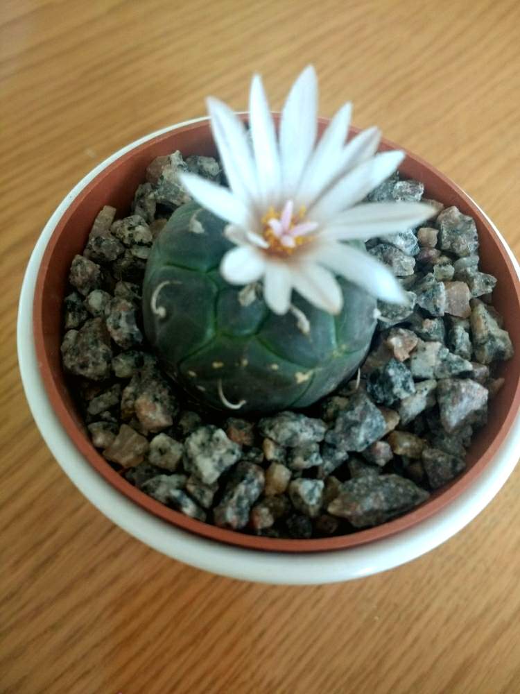 窓辺の画像 by 植物博士さん | 窓辺とツルビニカルプス ポラスキーとサボテン科とサボテンの花と花のある暮らし