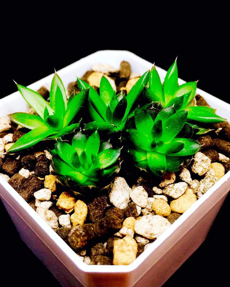 部屋の画像 by MASTERS OF CACTUSさん | 部屋とツメレンゲと多肉植物と多肉男子と植物のある暮らしと植物好きと繋がりたいと植物だいすきとツメレンゲ。と植物園と多肉植物とサボテンと育てやすい多肉植物と日本の多肉植物と多肉多肉多肉とsucculent plantsと多肉植物 多肉の有るくらし