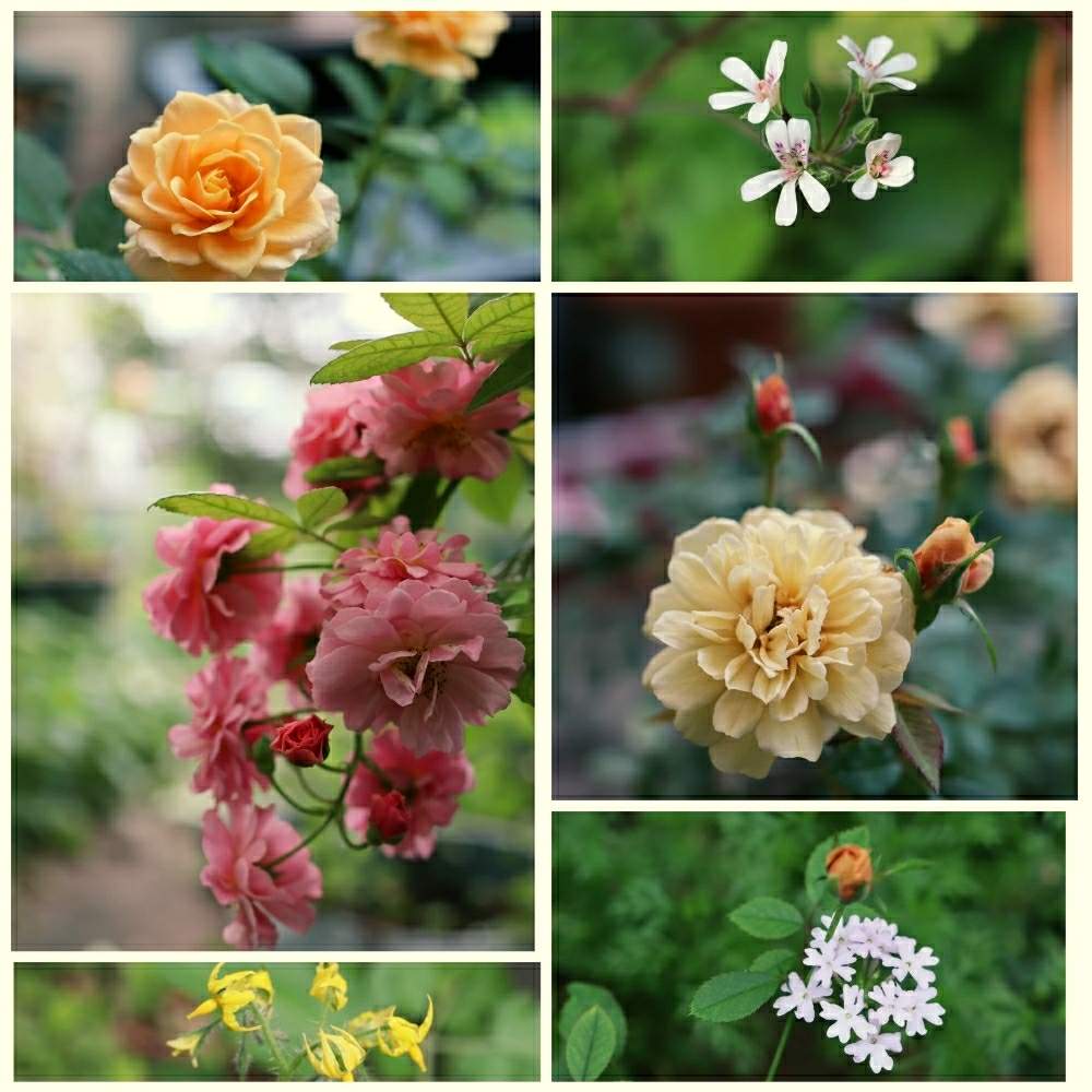 小さな庭の画像 by m-hippo*さん | 小さな庭とpicコラージュとピンク色の花と花のある暮らしと白い花とバラ・ミニバラ
