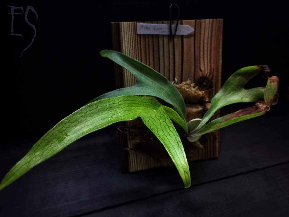 部屋の画像 by Esさん | 部屋と着生植物と コウモリラン と戦利品と ビカクシダとシダで幸せと植中毒と着生シダとシダはいいぞとシダ植物とビカクシダ属とうっとりと萌え萌え