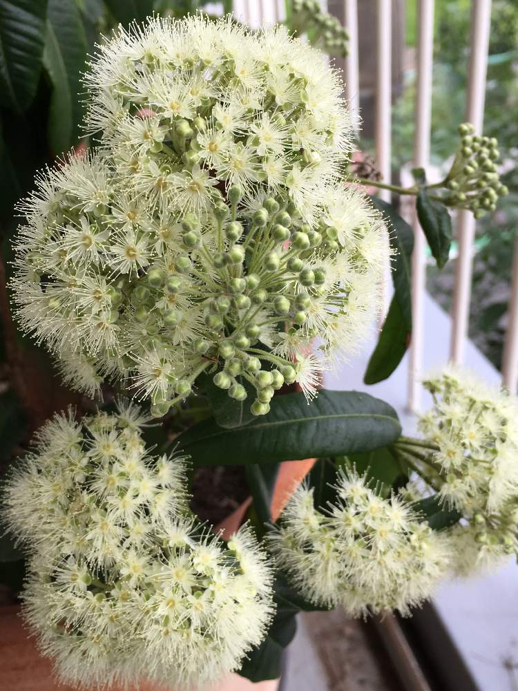 の画像 by herbさん | レモンマートルの花とハーブとハーブ タイムと香りある暮らしと夏でも元気な花フォトコンとハーブの有る暮らし