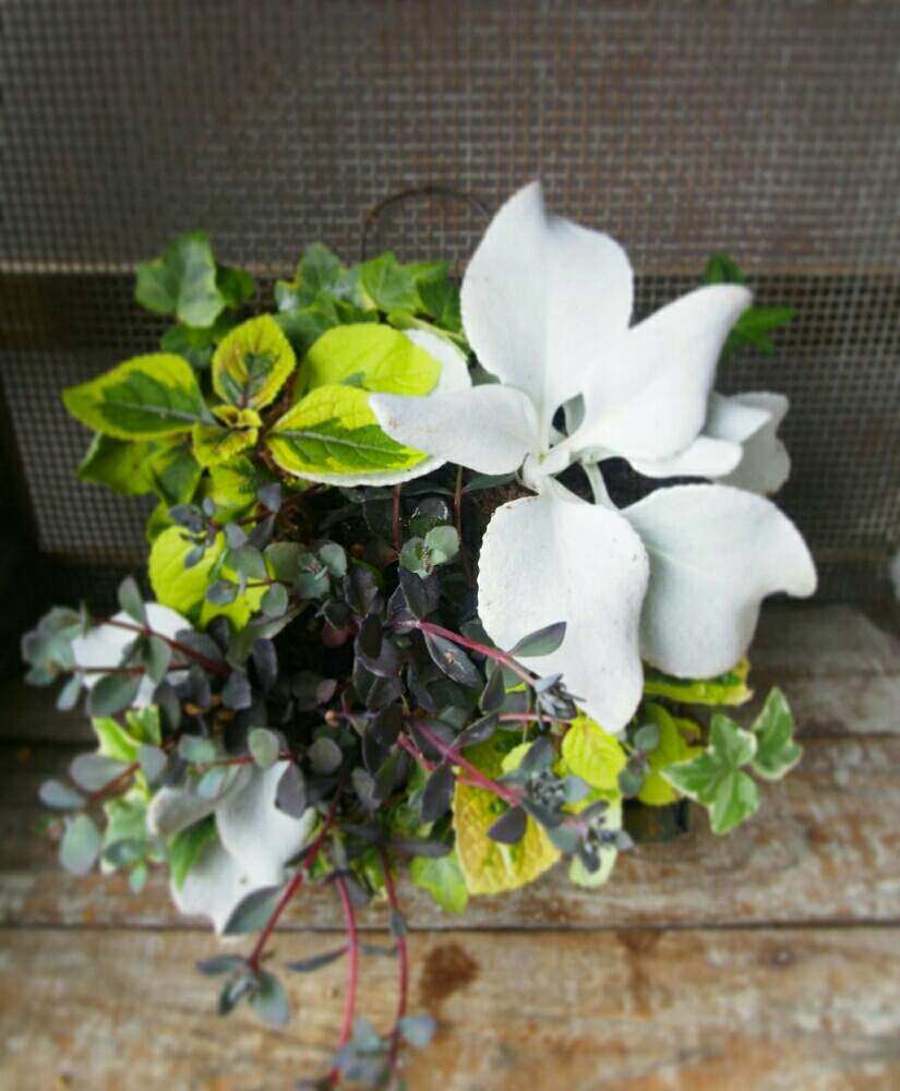 お出かけ先の画像 by Humming Garden♪さん | お出かけ先と雨に輝くとハンギングバスケットと寄せ植えと多肉植物寄せ植えとナチュラルガーデンとベランダガーデンとイベント出店とお花の寄せ植えと今日のお花とコンテナガーデンと庭仕事とガーデニングとアウトドアリビングと花の寄せ植え