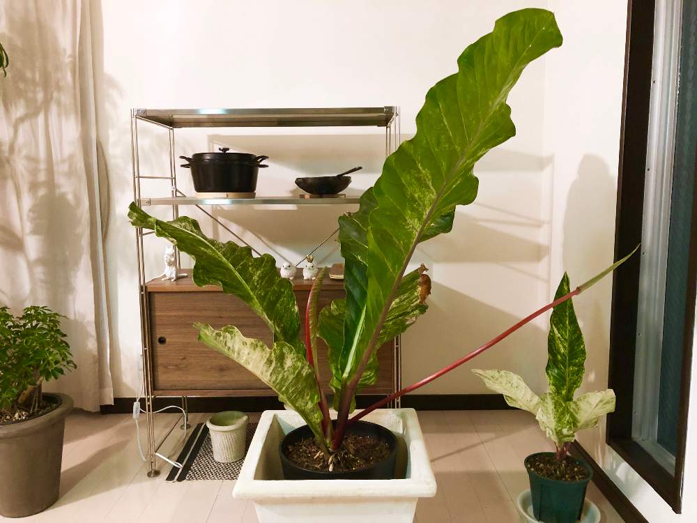 部屋の画像 by GURIさん | 部屋とアンスリウムフーケリーとみどりのある暮らしと観葉植物とボタニカルライフとアンスロード(^^)とアンスリウム 原種とジャングル化計画と夏でも元気な花フォトコンとGREEN UP!