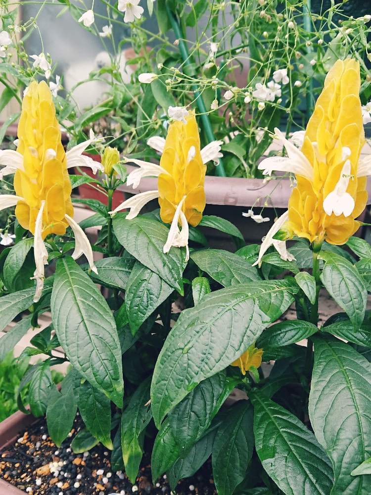 の画像 by Sachi_hyさん | パキスタキス・ルテアとパキスタキスと雨ばかりとパキスタキス ルテアと黄色の花と白の花と花のある暮らしと変わり物好き