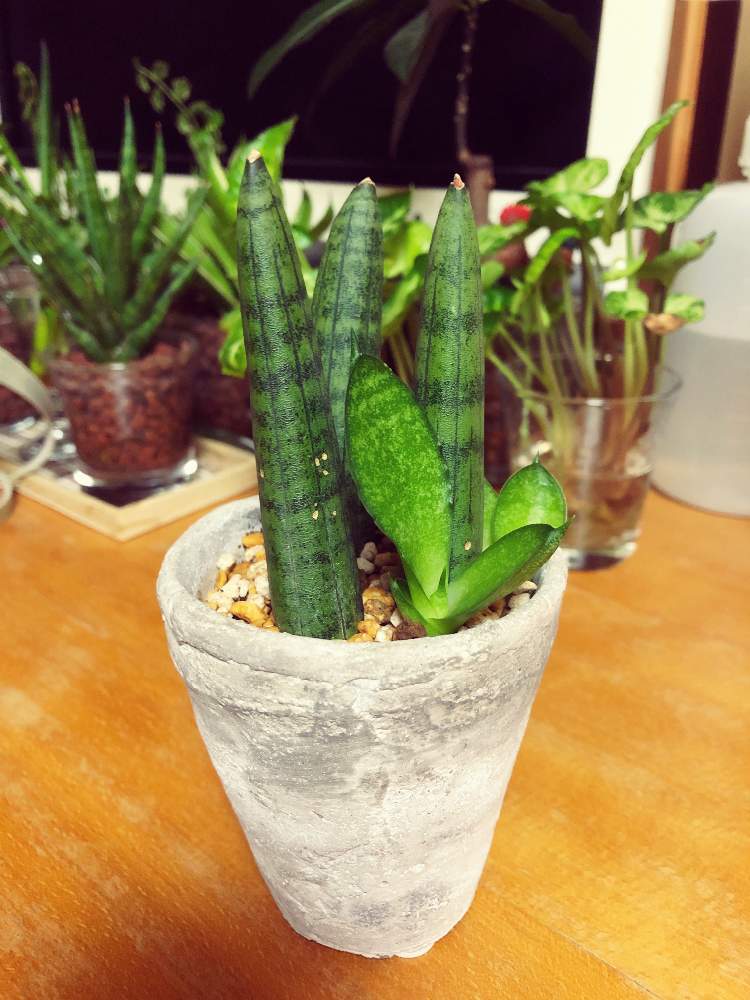 窓辺の画像 by coajiさん | 窓辺とサンセベリア ボンセレンシスと観葉植物と植物のある暮らしとサンセベリア属とサンスベリア属とジャングル化計画