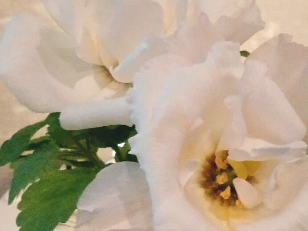 部屋の画像 by moonさん | 部屋とトルコキキョウと白い花と水に挿した花とお花ちょうだい、ぅふ♡