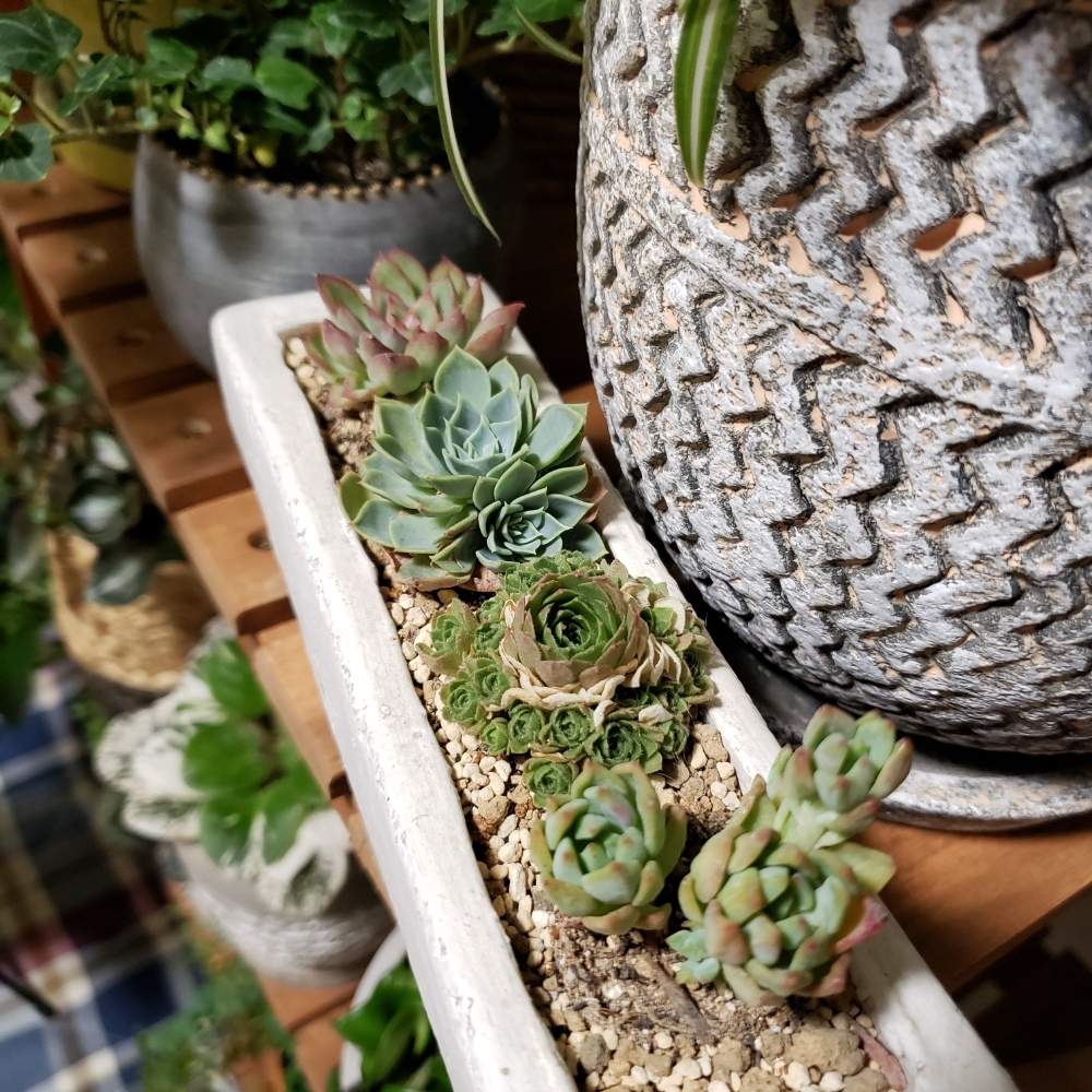 部屋の画像 by himojiさん | 部屋と観葉植物を楽しむと多肉植物と多肉男子と観葉植物と植物のある暮らしとグリーンのある暮らしと植中毒と今日の一枚とGREEN UP!
