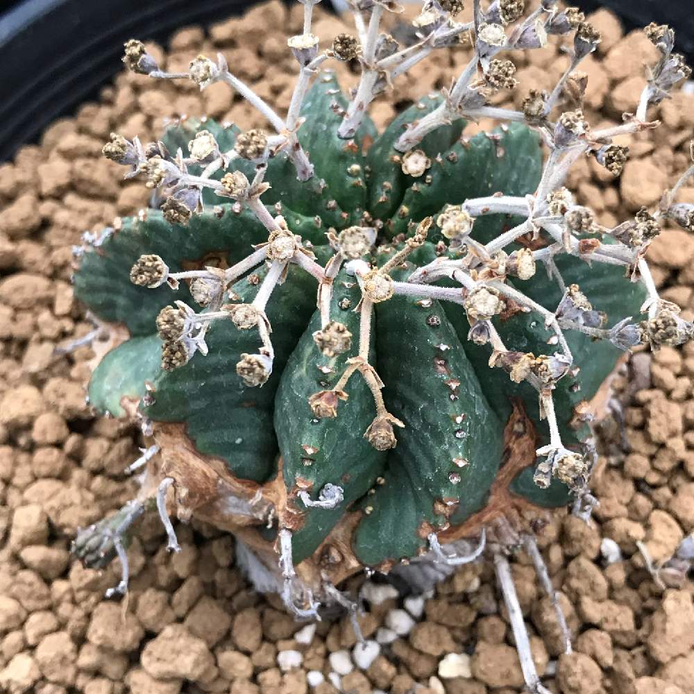 の画像 by ®️eNさん | バリダと植欲旺盛と多肉植物とフォルムフェチとタニク男子と不思議と古株とかわいいヤツと男前
