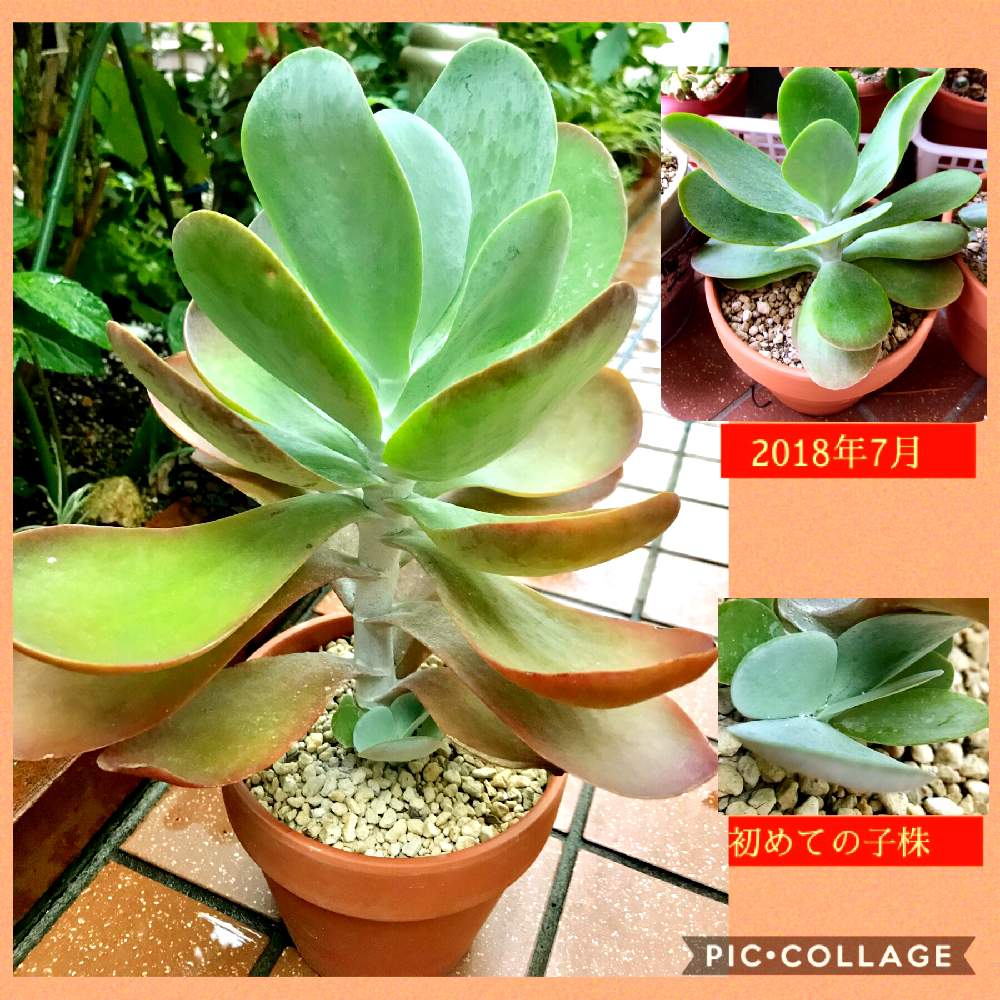 小さな庭の画像 by グランさん | 小さな庭とデザートローズとデザートローズ❇︎とたのしみ~と植物だいすきとGS日和とGSミニモニ。と今日の一枚とバラと夢CLUBと多肉女子と花のある暮らしといやされるとGS植物うちなーぐち会