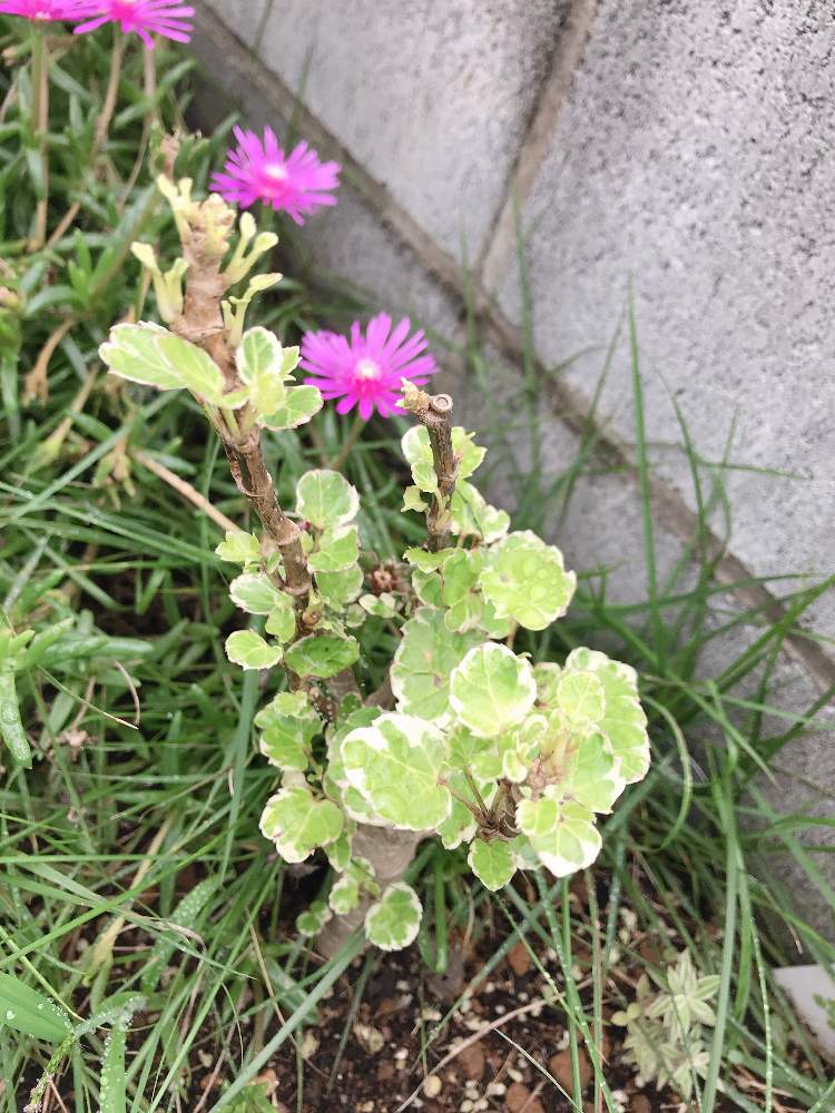 小さな庭の画像 by gonさん | 小さな庭とマツバギクとポリシャスと観葉植物と花のある暮らしとわが家の観葉植物❢と多肉女子