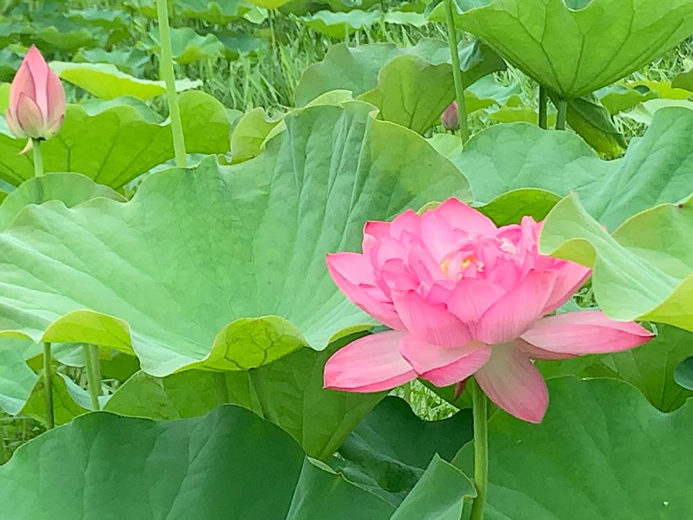 の画像 by のんままさん | はす(蓮)とキレイ☆と花のある暮らしと石川県といやし♪