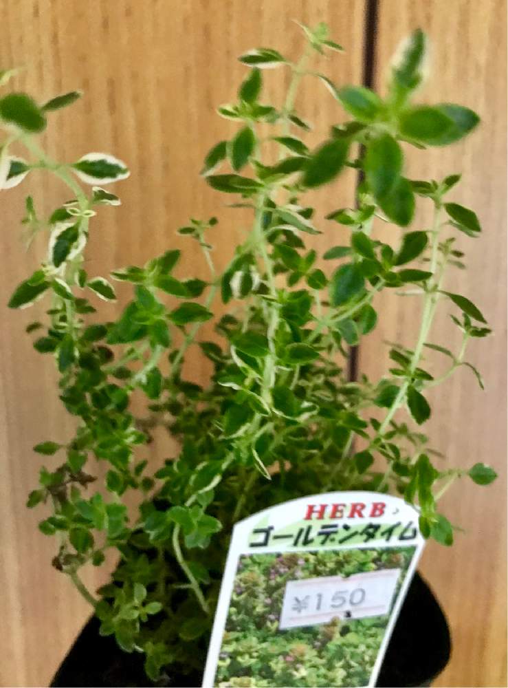 バルコニー/ベランダの画像 by Kさん | バルコニー/ベランダとゴールデンタイムと植物男子と方言・讃岐弁とマイコレクションとB型とバリけっこいと植中毒と今日の一枚と今日のお花とハーブとゲイの園芸と鉢植えと金額といい香りと珍奇植物と花のある暮らしとうどん県人会と記録用