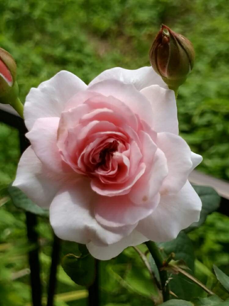 小さな庭の画像 by ribuさん | 小さな庭と薔薇 モガと花のある暮らしとバラ モガ