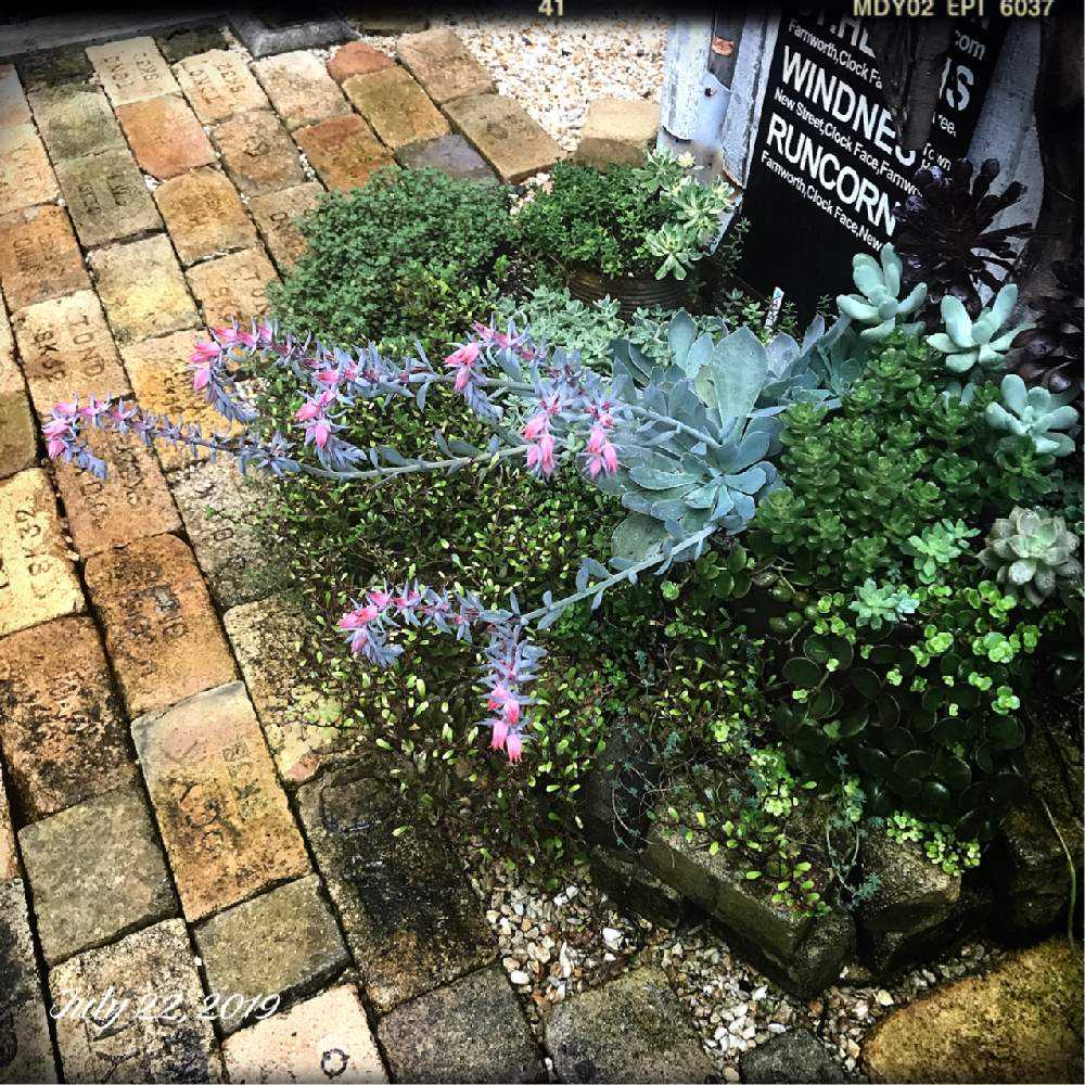 小さな庭の画像 by shhさん | 小さな庭と多肉中毒と多肉植物と多肉の花とJUNK Gardenとshh gardenと多肉の花芽と植中毒と多肉女子とタニラーと記録用