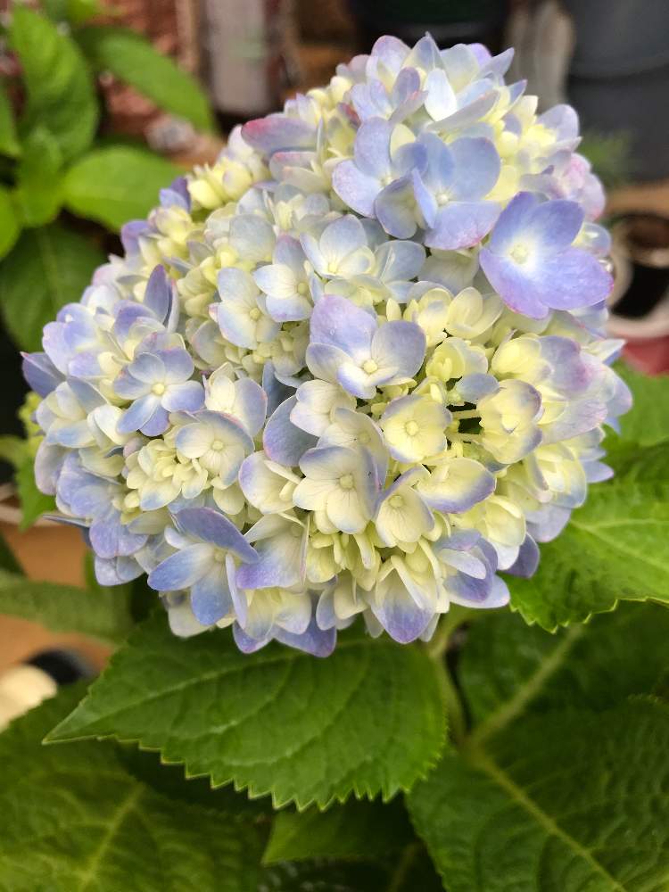 の画像 by ケーコさん | 新しく仲間入り❤︎とスリット鉢と紫陽花 アジサイ あじさいとアジサイ 紫陽花とブルーの紫陽花と霧島の恵とホムセン出身と植え替え完了。