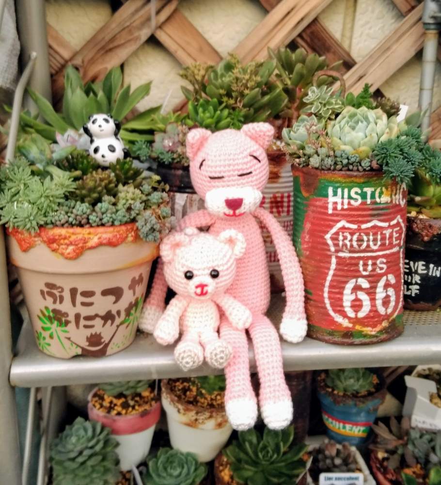 玄関の画像 by asuka0517さん | 玄関と多肉植物とこりゃハマる!と私のお宝と長野県とお日様不足とタニク初心者と繋がりに感謝☆
