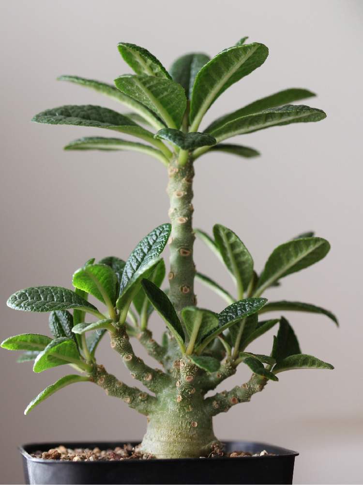 インテリアの画像 by jillさん | インテリアとドルステニア・ギガスと多肉植物とドルステニアとGS映えとGS日和とコーデックスとCaudexと今日の一枚と塊根植物とinteriorgreenと珍奇植物とじるの塊根とビザールプランツとsucculent