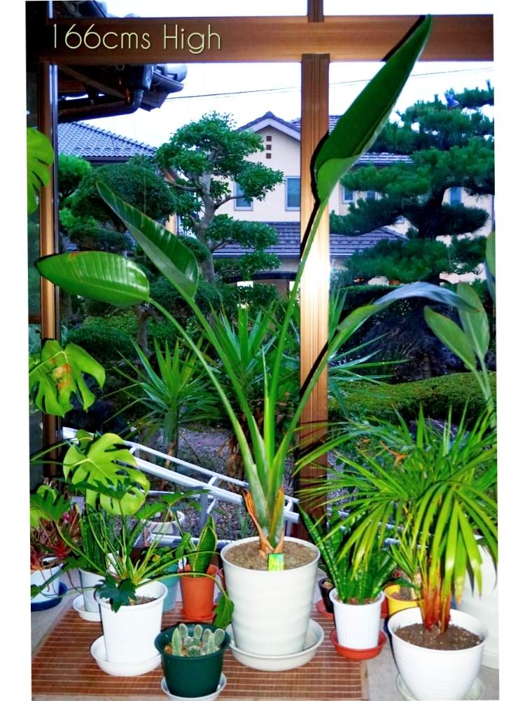 バルコニー/ベランダの画像 by toshi722さん | バルコニー/ベランダとオーガスタと観葉植物と梅雨の頃と岐阜県と縁側と大きな葉っぱと綺麗な緑❤と美濃市とストレリチア栽培日記とオーガスタ栽培日記