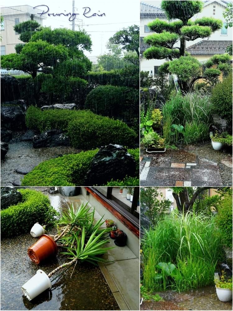 広い庭の画像 by toshi722さん | 広い庭と突風のばか野郎と梅雨の頃と岐阜県と土砂降りと美濃市