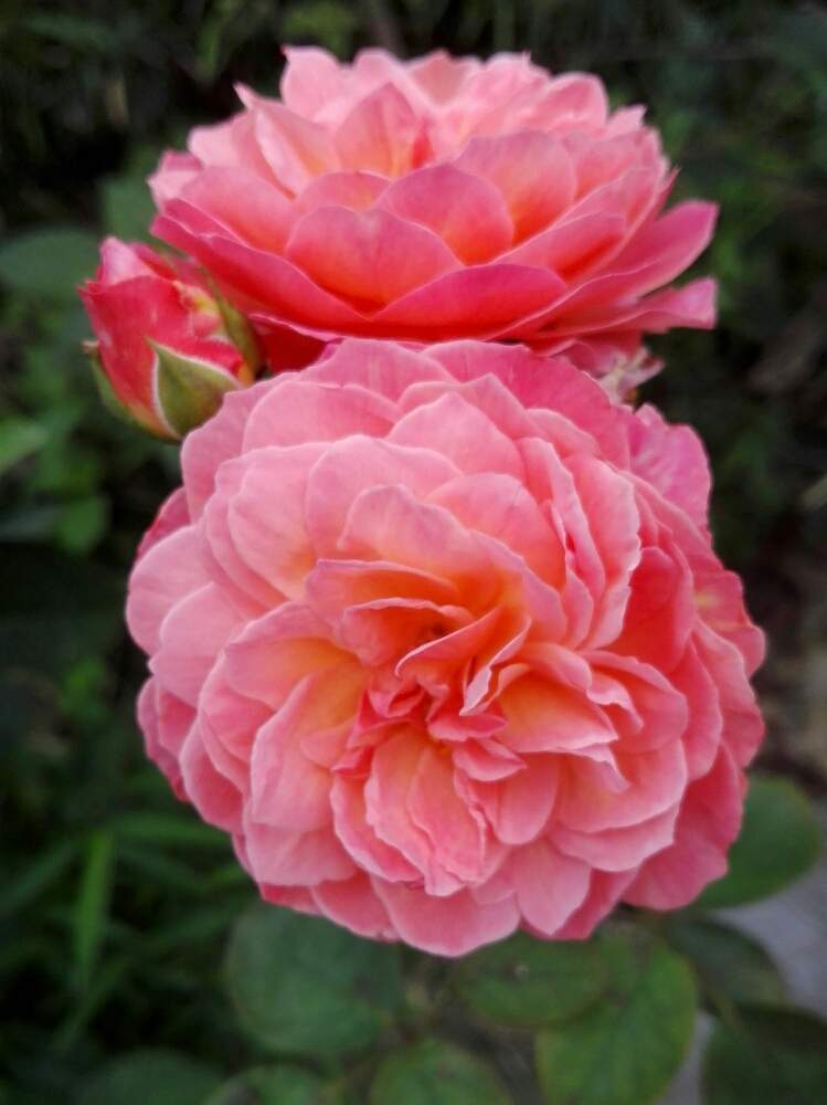 お出かけ先の画像 by るるさん | お出かけ先とスマホ撮影とばら バラ 薔薇と綺麗とビタミンカラーと癒やしの時間とかおりかざり♥️とバラが好きと花のある暮らしと薔薇♪と色あざやか