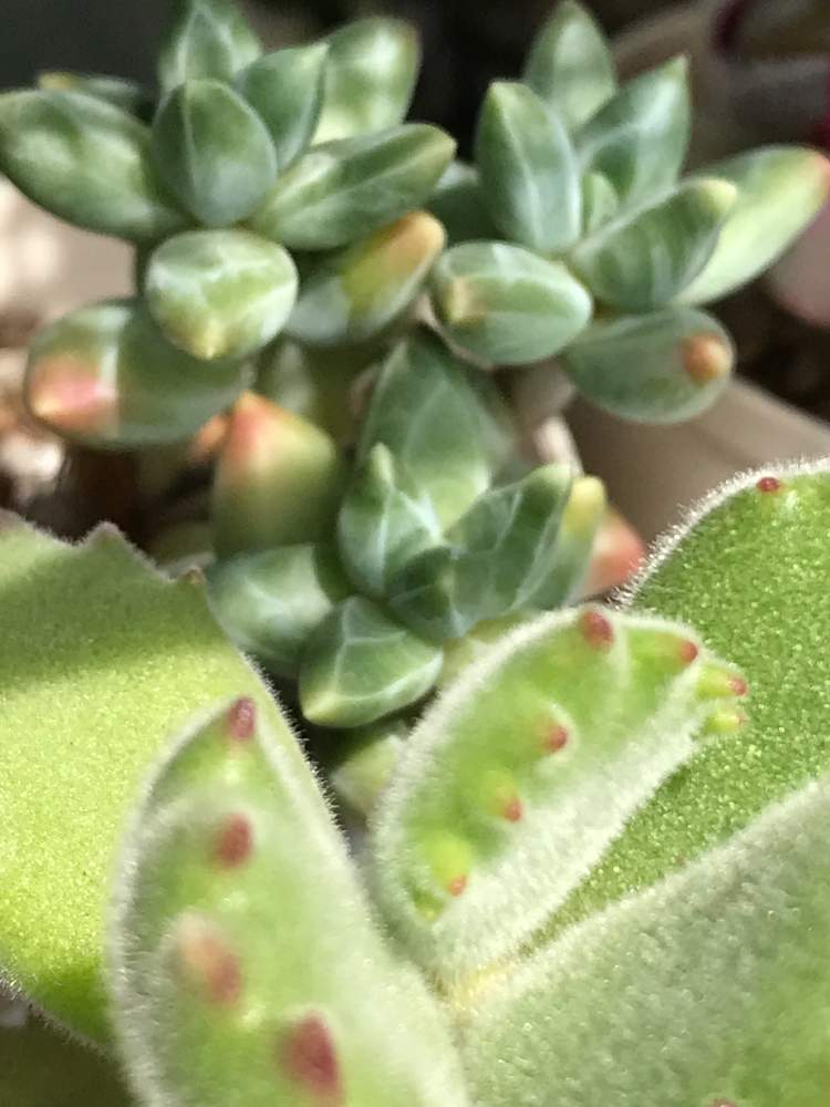 の画像 by cokeさん | 多肉植物と元気!と植物のある暮らし