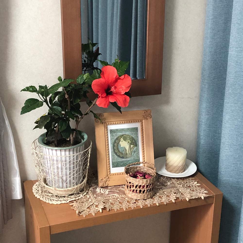 インテリアの画像 by Grace Placeさん | インテリアとハイビスカス(仏桑華)と花言葉と花のある暮らしと誕生花とGS映え