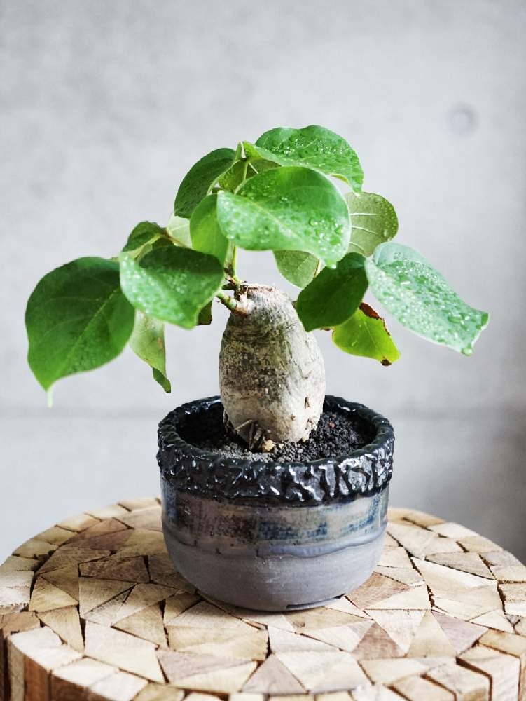 部屋の画像 by MURAさん | 部屋とボンバックスと多肉植物とハンドメイド 鉢と多肉用鉢とコーデックスと塊根植物と自作鉢と珍奇植物とビザールプランツとオリジナル 鉢